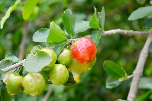 Frutas, Acerola, Verde, Brazilas, Vaisiai, Vyšnia, Žalias, Brazilija, Azerola