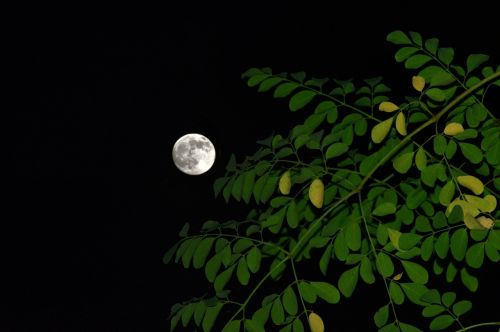 Pilnas, Mėnulis, Naktis