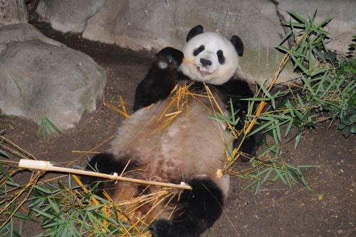 Panda & Nbsp,  Bear,  Turėti,  Zoologijos Sodas,  Valgymas,  Bambukas,  Mielas,  Gyvūnas,  Pūkuotas,  Pilnas Kūno Vaizdas Pandos Lokys