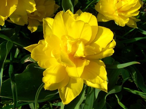 Pilnos Spalvos Tulpės,  Geltona Pavasario Gėlė,  Sodas