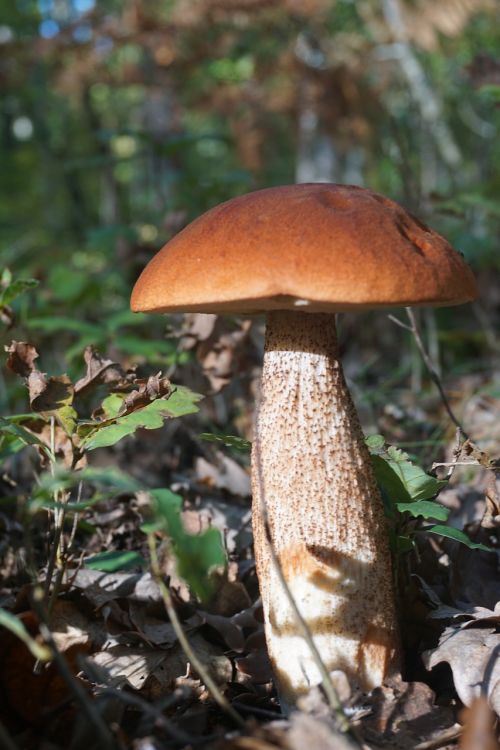 Grybelis, Boletus, Cep, Balta Oranžinė, Miškas, Valgomieji, Gamta, Pomidoras, Kritimas, Rinkimas