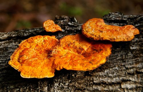 Grybelis, Oranžinė, Skilimas, Mediena, Miškas, Queensland, Australia