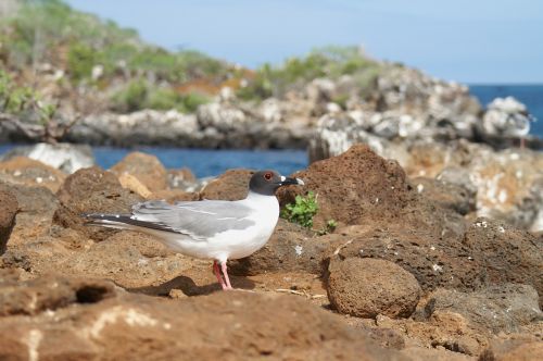 Gabelschwanzmöve, Galapagai, Ecuador, Kelionė, Sala