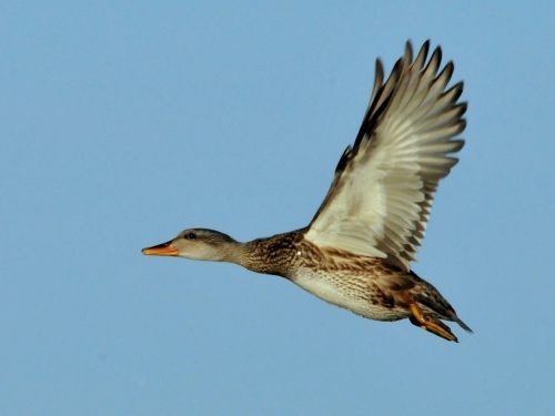 Gadwall, Antis, Višta, Skraidantis, Laukinė Gamta, Gamta, Skrydis, Portretas, Vandens Paukščiai, Lauke, Paukščiai, Sparnai, Moteris