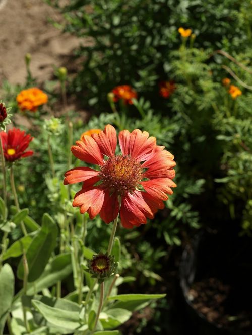 Žvakidė Bristlecone, Gaillardia Aristata, Gėlė, Žydėjimas, Siužetas, Sodas, Gamta, Augalas, Sodo Augalas