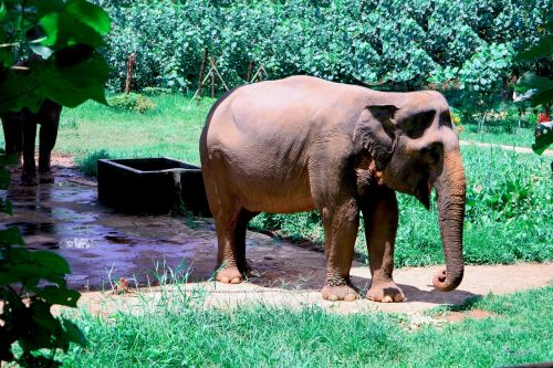 Gajah Sumatera, Pietų Afrika, Laukiniai, Gamta, Laukinė Gamta, Gyvūnai, Dramblys