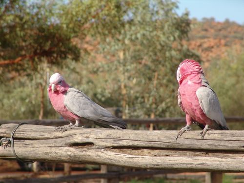 Galah, Paukštis, Australia, Rožinis