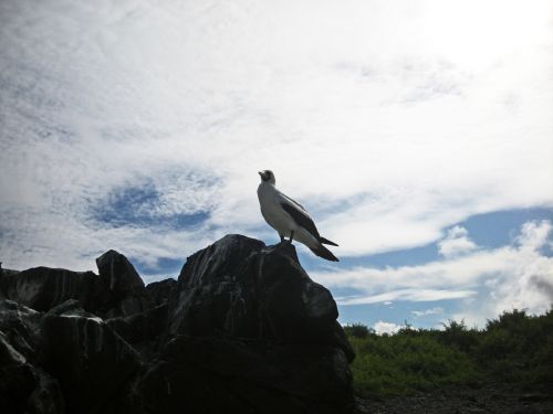 Paukštis,  Galapagai,  Sala,  Ramiojo Vandenyno Regionas,  Galapagų Paukštis
