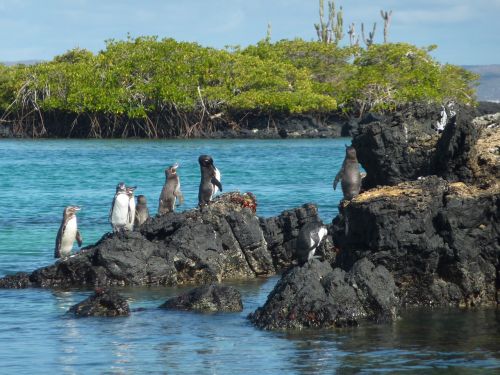 Galagapo Pingvinas, Spheniscus Mendiculus, Pingvinas, Akiniai Pingvinas, Retai, Mažas, Nykstantis