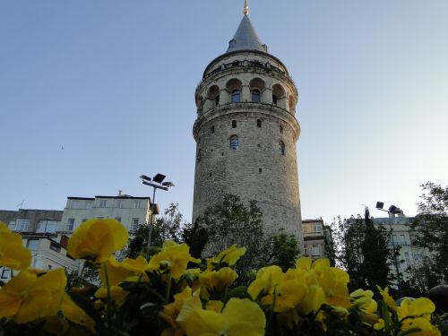 Galata Bokštas, Istanbulas, Tulpės