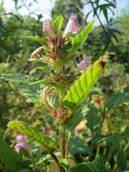 Galeopsis Tetrahit,  Paprastoji Kanapių Dilgėlė,  Švelnus Šonkauliai,  Wildflower,  Flora,  Botanika,  Augalas,  Rūšis