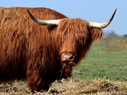 Galloway,  Highland Jautiena,  Škotijos,  Plaukuotas,  Valgyti,  Ganyklos,  Meadow,  Ganyklinių,  Hay,  Galvijų,  Bull,  Karvė,  Gyvūnas