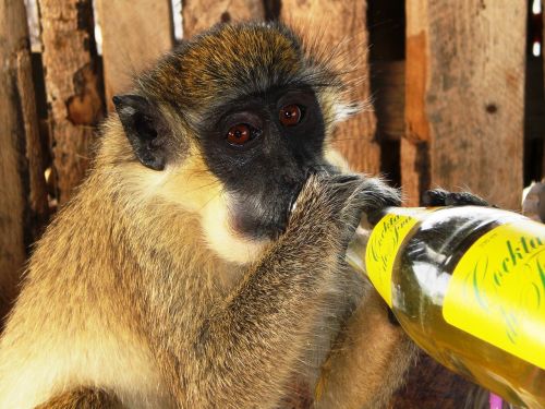 Gambia, Beždžionė, Limonado Butelis, Afrika, Gyvūnai, Gamta