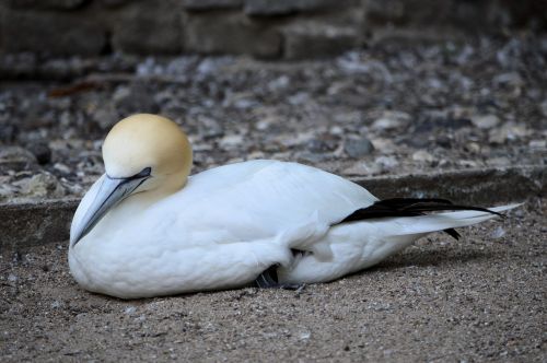 Gannet,  Paukštis,  Jūra,  Laukinė Gamta,  Gannet