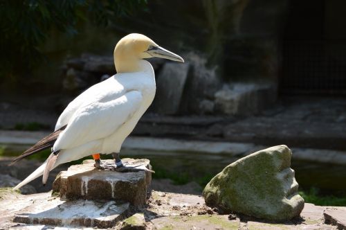 Gannet,  Paukštis,  Jūra,  Laukinė Gamta,  Gannet