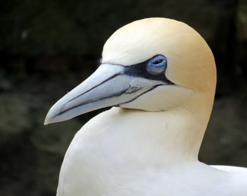 Gannet, Jūros Paukštis, Paukštis, Snapas, Gamta, Laukinė Gamta