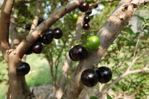 Garbo Greta Fruit, Medis Vynuogių, Vaisiai, Violetinė, Vaisių Lynų Virvė