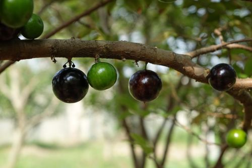 Garbo Greta Fruit, Medis Vynuogių, Vaisiai, Violetinė