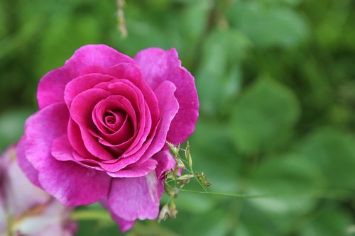 Garcia,  Išaugo,  Gėlė,  Augalų,  Pobūdį,  The Rose Garden