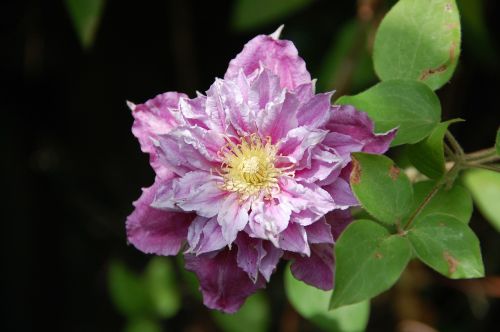 Sodas, Clematis, Gėlė, Violetinė