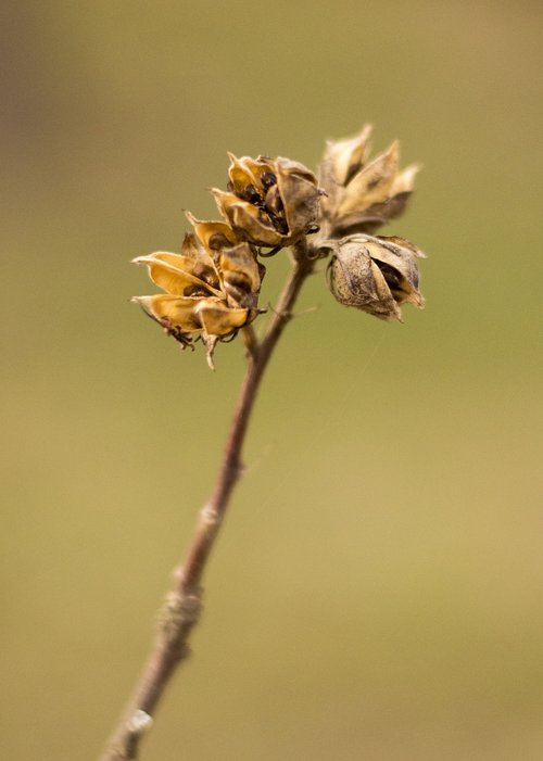 Sodas,  Meadow,  Pobūdį,  Žolė