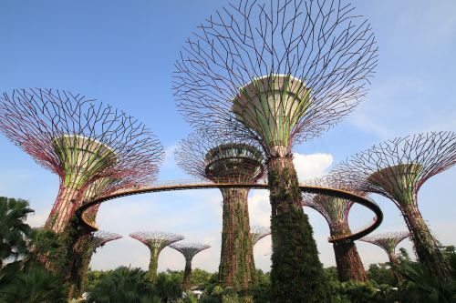 Sodas, Gardenbythebay, Supertree, Singapūras, Architektūra, Menas, Medžiai, Dirbtinis, Didelis, Milžinas, Gražus