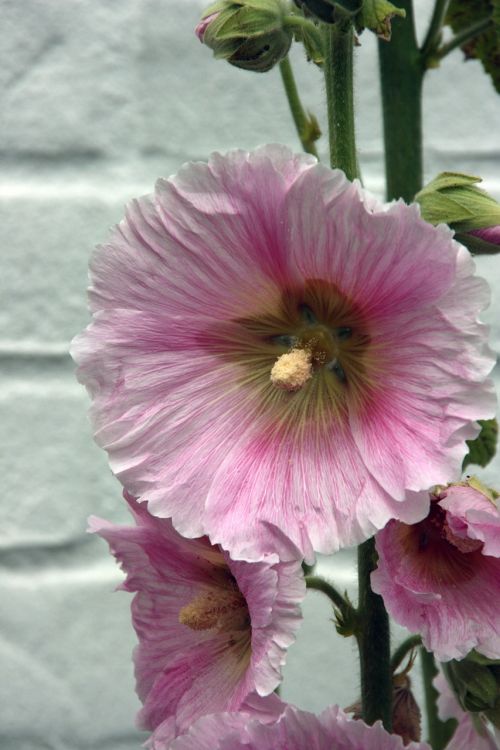 Sodas, Hollyhock, Gėlė