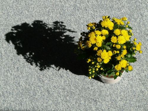 Sodo Chrizantema, Chrysanthemum Grandifloraum, Dendranthema Grandiflorum, Chrizantema, Dekoratyvinis Augalas, Gėlė, Žydėti, Flora
