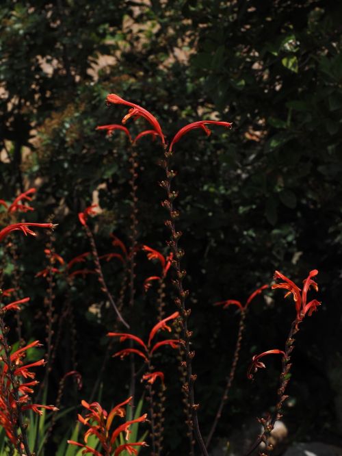 Sodo Montbretia, Gėlė, Žiedas, Žydėti, Pailgos, Raudona, Oranžinė, Ilgai, Ilgi Stiebai, Crocosmia × Crocosmiiflora, Montbretia, Crocosmia, Schwertliliengewaechs, Iridaceae