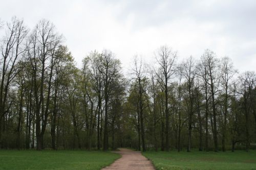 Kelias,  Pėsčiųjų,  Medžiai,  Sodas,  Sodo Takas Czarskoje Selo