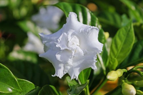 Gardėja, Balta Gėlė, Gardenia Jasminoides, Medis