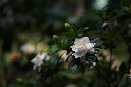 Gardenia,  Pobūdį,  Augalai,  Gardus,  Žiedlapis,  Gėlės,  Baltas