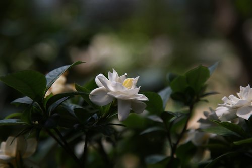Gardenia,  Aromatas,  Pobūdį,  Augalai,  Gardus,  Žiedlapis,  Gėlės,  Baltas