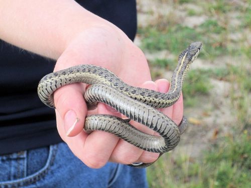 Apatinės Gyvatės, Nekenksmingas, Alberta, Kanada, Ropliai