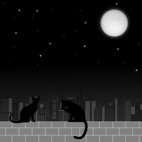 Katės,  Mėnulis,  Naktis,  Miestas,  Katės Naktį