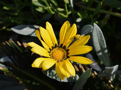 Gazania, Vabalas, Geltona, Vabzdys, Prisitaikymas, Gėlė, Gamta, Flora, Augalas, Sodas, Žiedlapis, Žydėti, Šviežias, Žydi