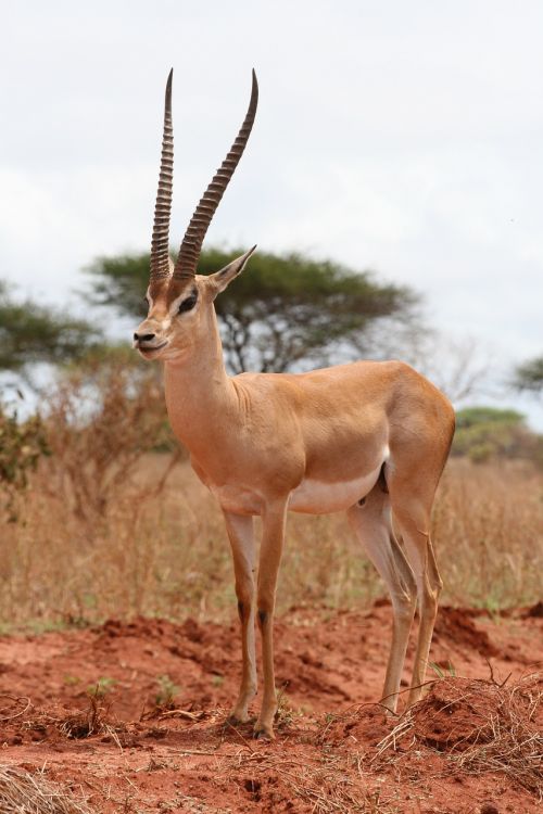 Gazelė, Kenya, Safari, Afrika