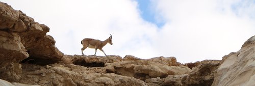 Gazelle,  Paprastoji Gazelė,  Dykuma,  Sausas,  Smėlis,  Izraelis