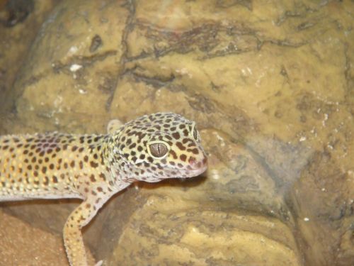 Gecko,  Akvariumas,  Geko 1