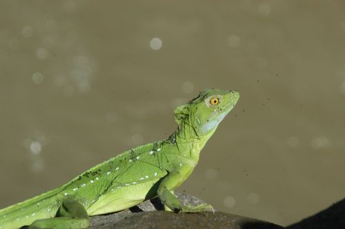 Gecko, Driežas, Gamta