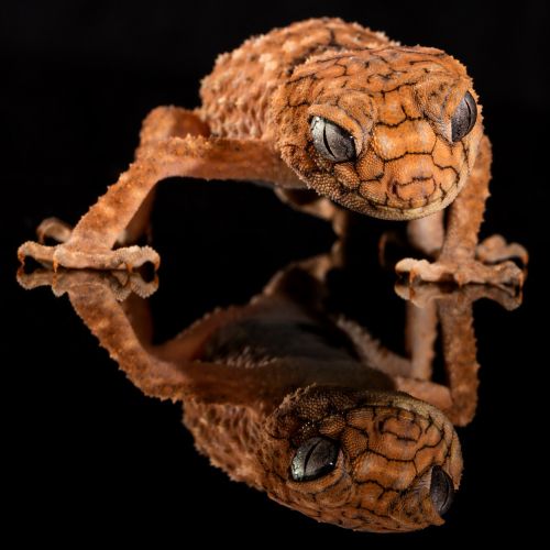 Gecko, Grubus Rankenėlė, Driežas, Australia, Rankšluosčiai, Ropliai, Centrinis, Laukinė Gamta, Šypsena