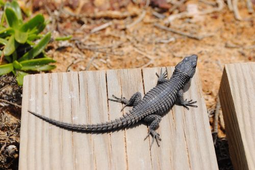 Gecko, Driežas, Salamandras, Pietų Afrika, Viršūnių Taškas, Geros Viltys