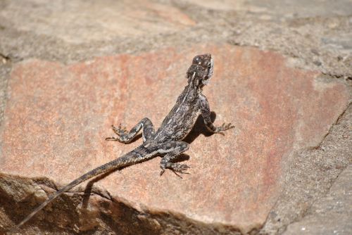 Gecko, Driežas, Salamandras, Afrika, Serengeti, Ropliai