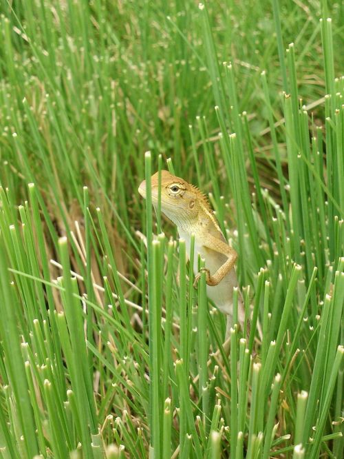 Gecko, Žolė, Žalias, Gamta