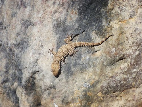 Gecko, Akmenys, Tekstūra, Drakonas, Kamufliažas, Ropliai