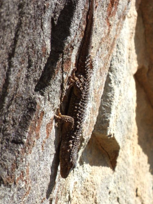 Gecko, Drakonas, Rokas, Maskuotoji Tekstūra