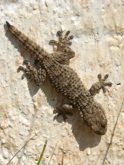 Gecko, Drakonas, Ropliai, Tekstūra, Driežas