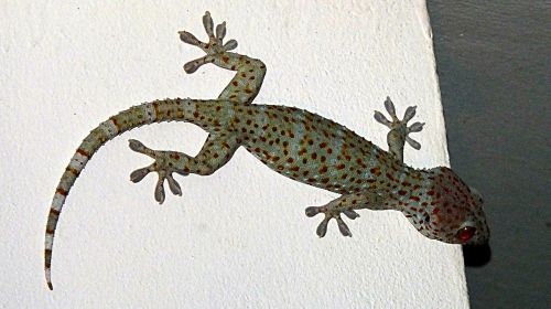 Gecko, Tokas, Driežas