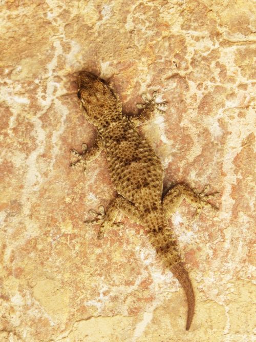 Gecko, Drakonas, Driežas, Tekstūra, Kamufliažas
