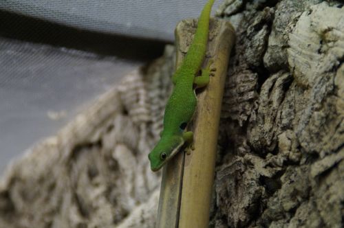 Gecko, Žalias, Driežas, Ropliai, Dienos Gecko, Lipti, Terariumas, Zoologijos Sodas